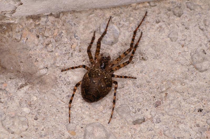 Meta_merianae_D5171_Z_90_Les Gris_Frankrijk.jpg